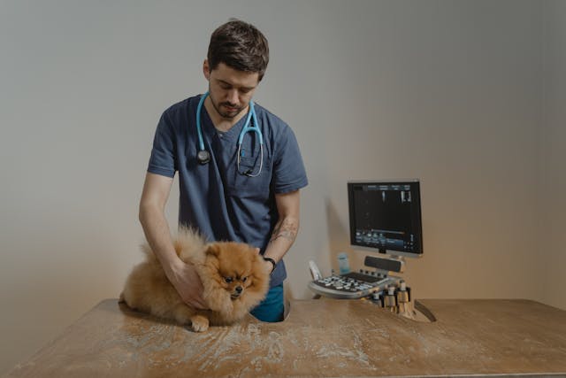 Canine Chiropractic Care: Exploring the Benefits for Man’s Best Friend