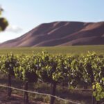 Navigating the Grapevine: Tips for Finding Good Winery Tours